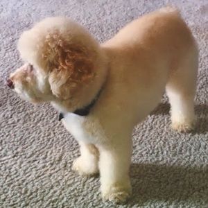 Meet your Posher, Alexandra